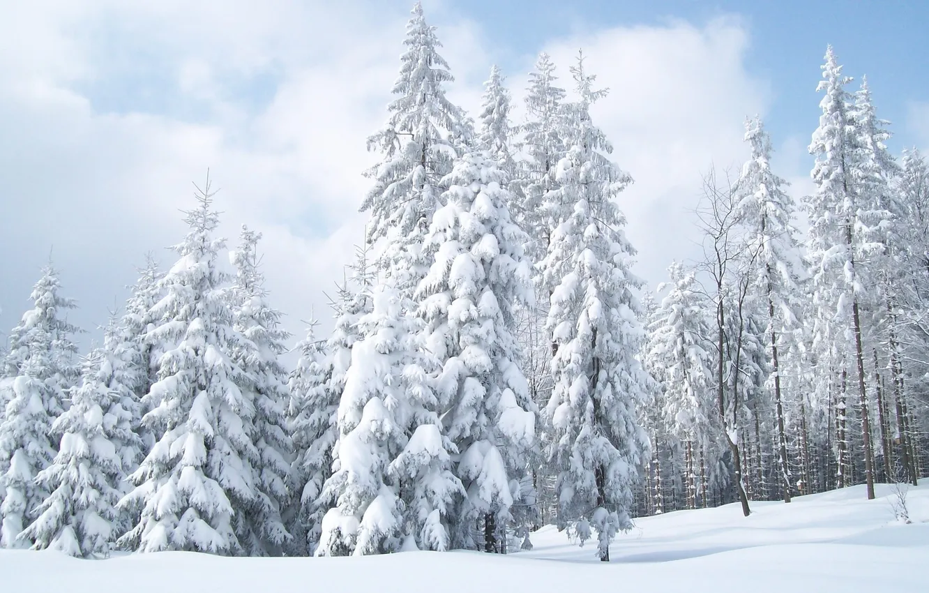 Фото обои зима, небо, снег, природа, обои, ёлки