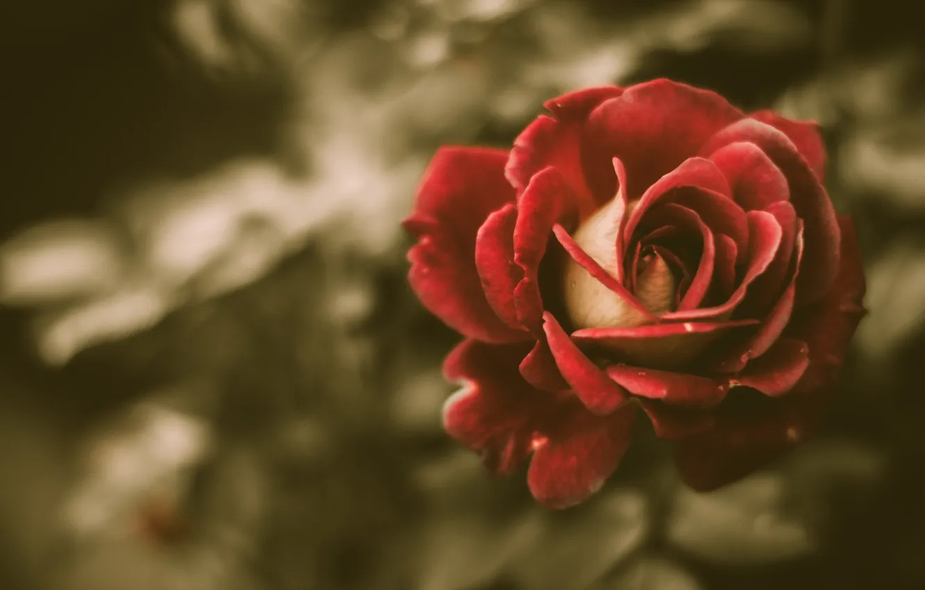 Фото обои rose, vintage, flower