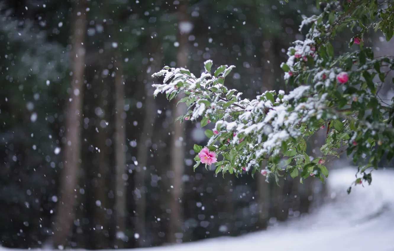 Фото обои холод, зима, цветы, листва, ветка, снегопад, цветение, японская камелия