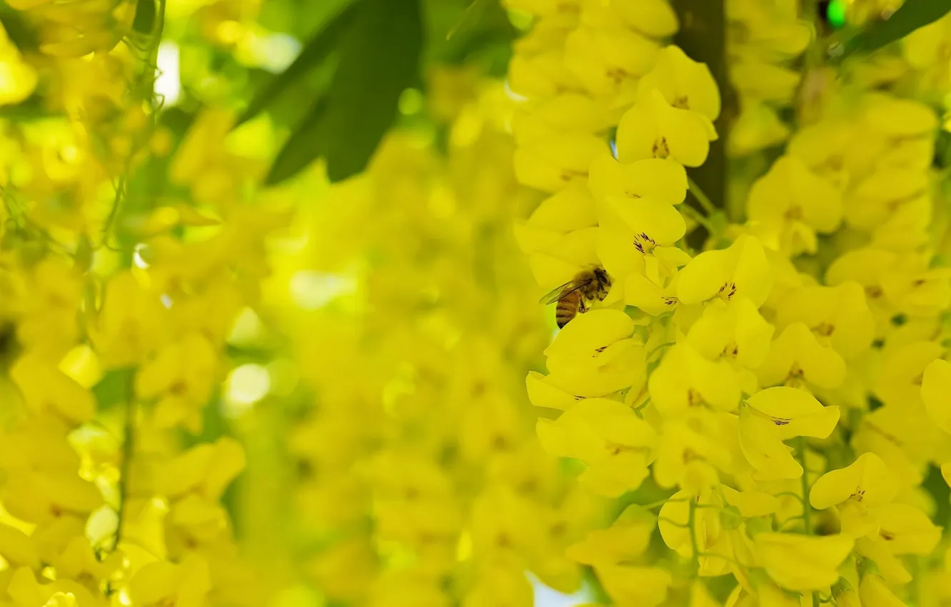 Фото обои макро, пчела, насекомое, кисти, цветки, бобовник