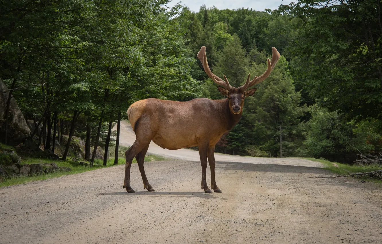 Фото обои animal, deer, wildlife