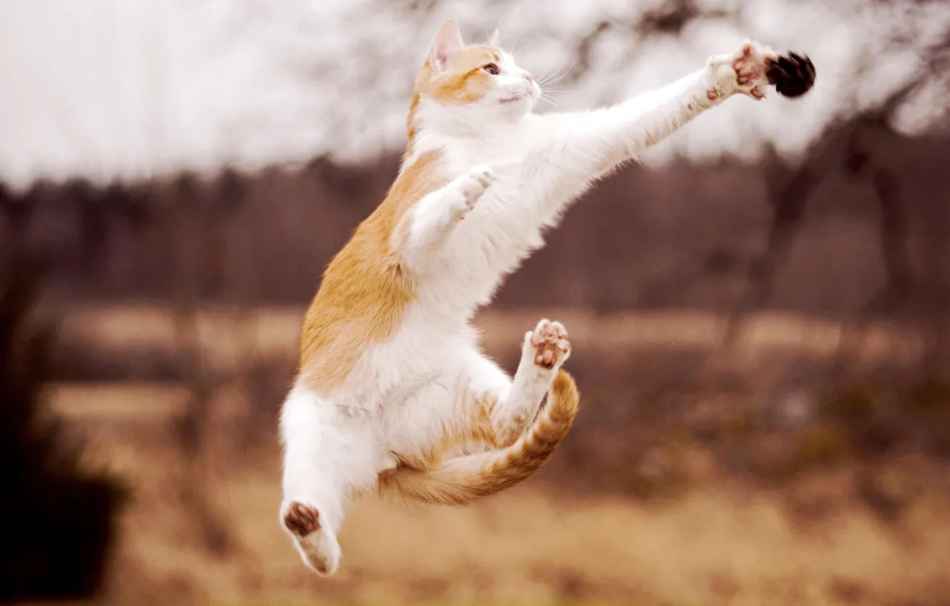 Фото обои кошка, прыжок, лапы, белая, рыжая, шишка