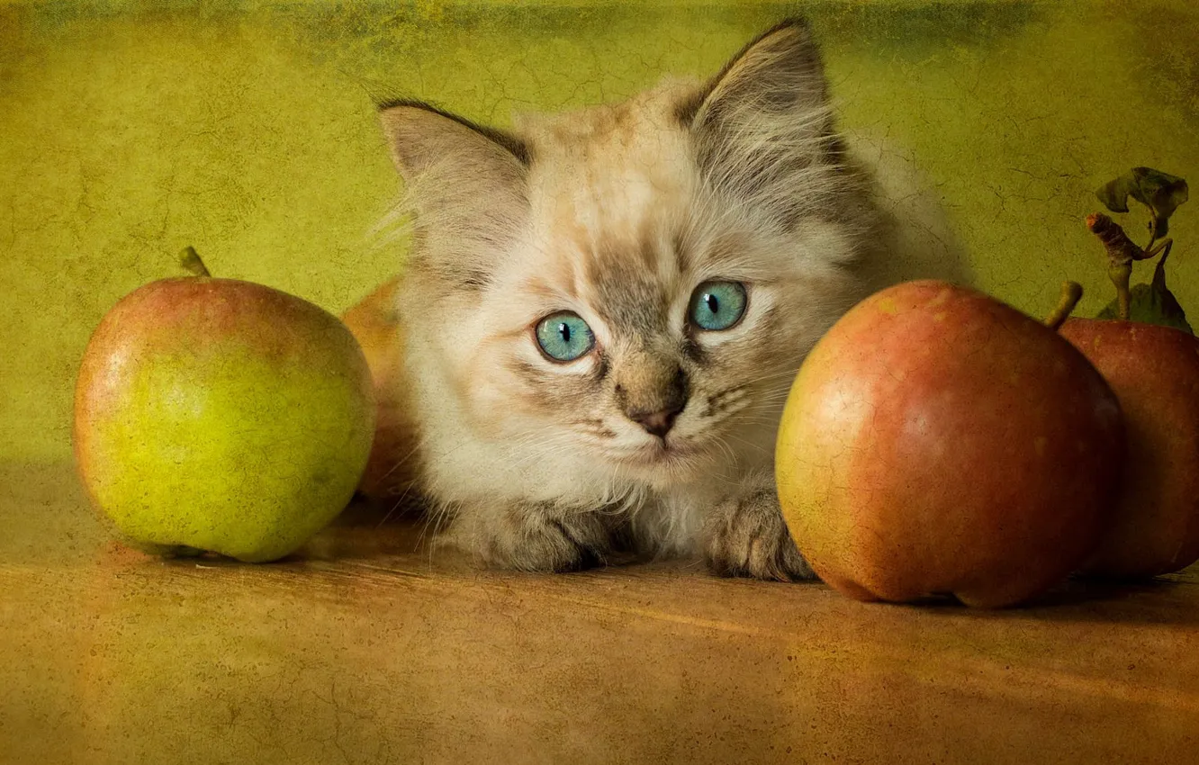 Фото обои кошка, ретро, котенок, стол, фон, яблоки, обработка, пушистый