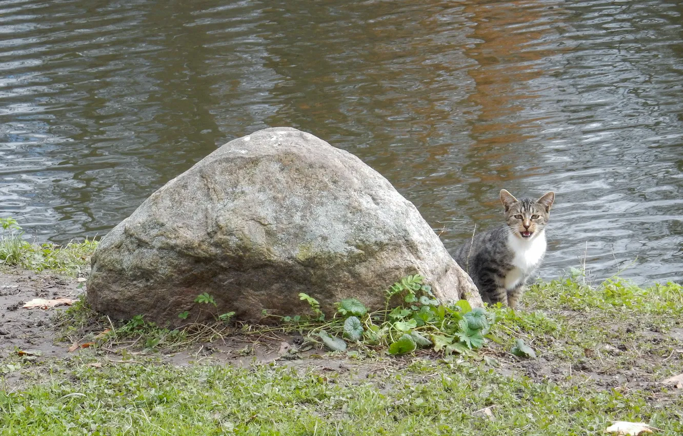 Фото обои кошка, кот, озеро, пруд, река, дерево, widescreen, обои