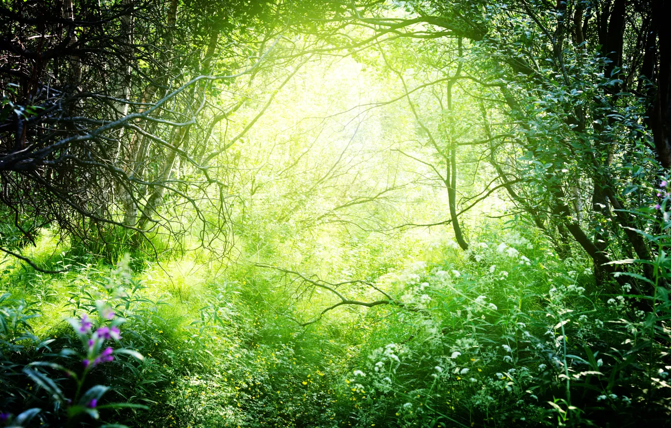 Фото обои зелень, лес, трава, солнце, деревья, ветки, природа, кусты