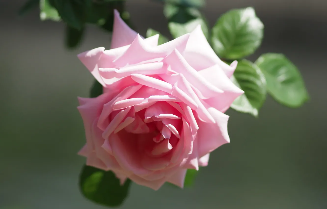 Фото обои макро, розовая, роза, лепестки, бутон, боке