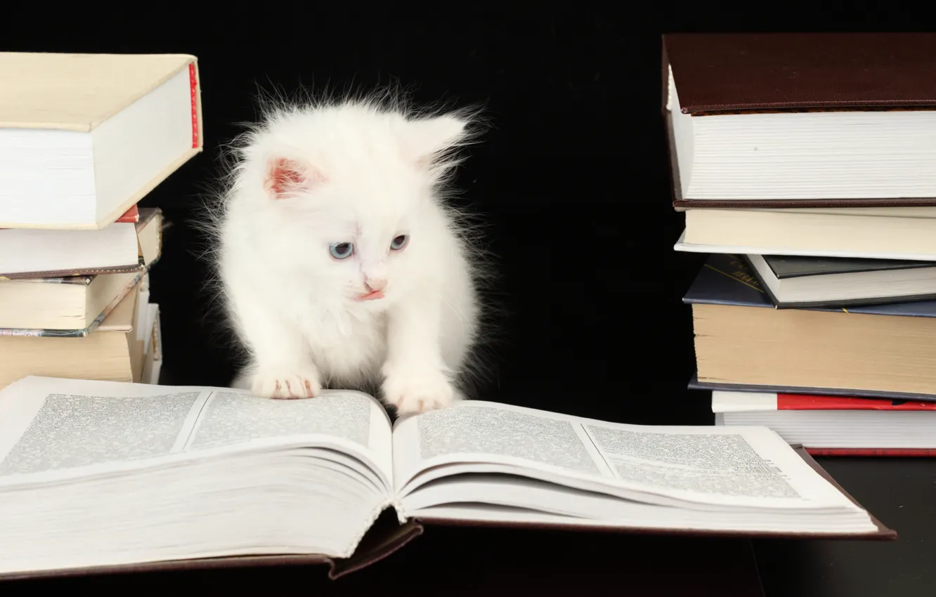 Фото обои котенок, книги, kitten, kitty, book, кошечка, white smart cat, белый умные кошки
