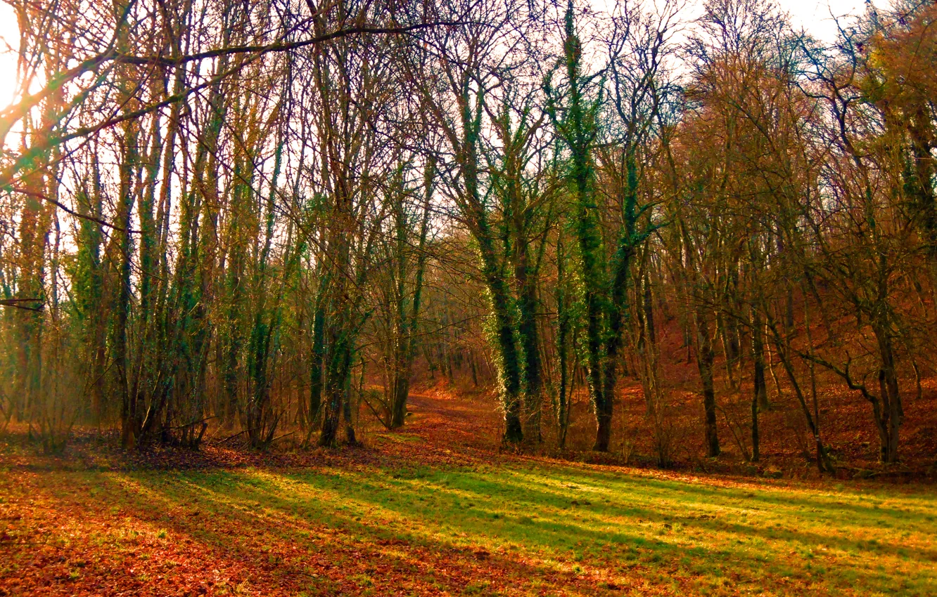 Фото обои осень, лес, лучи, деревья, листва, sunshine, forest, листопад