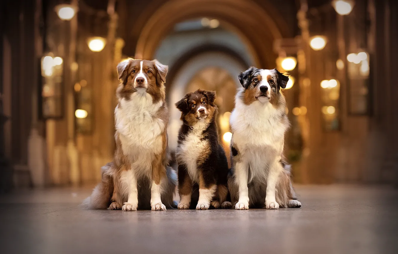 Фото обои собаки, трио, Австралийская овчарка, троица, Аусси