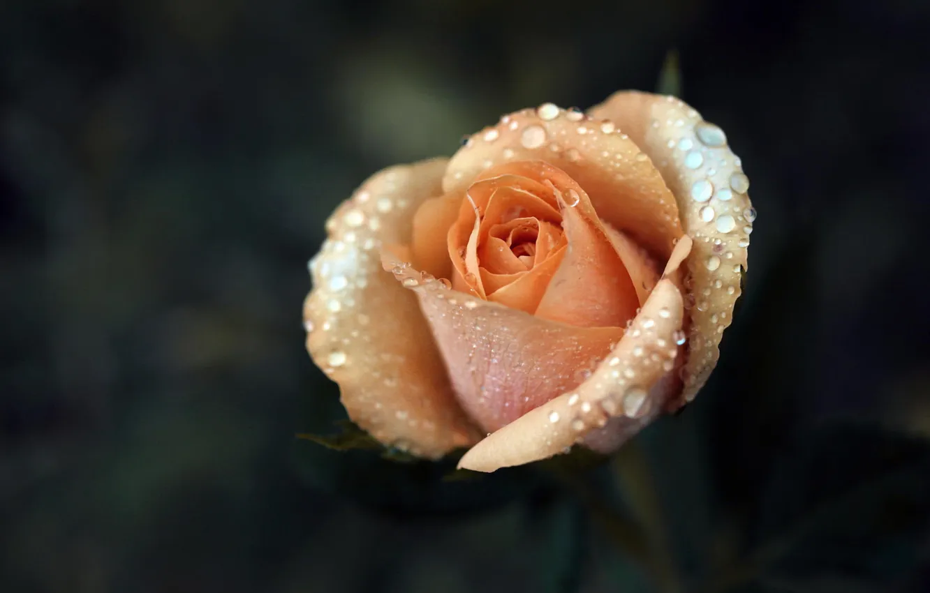Фото обои цветок, макро, роса, роза, бежевая