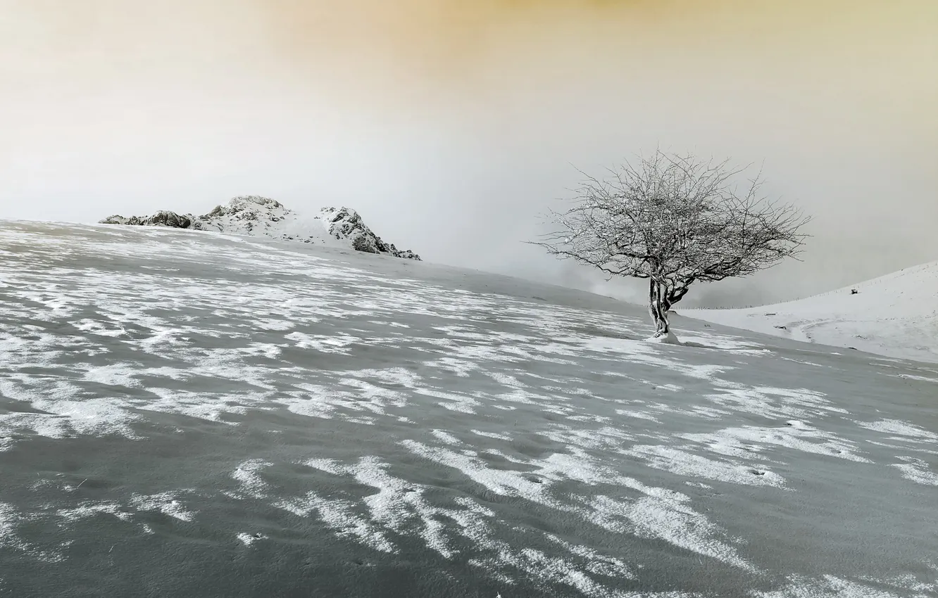 Фото обои небо, снег, пейзаж, дерево