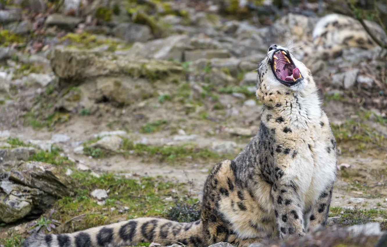 Фото обои кошка, пасть, ирбис, снежный барс, зевает, ©Tambako The Jaguar