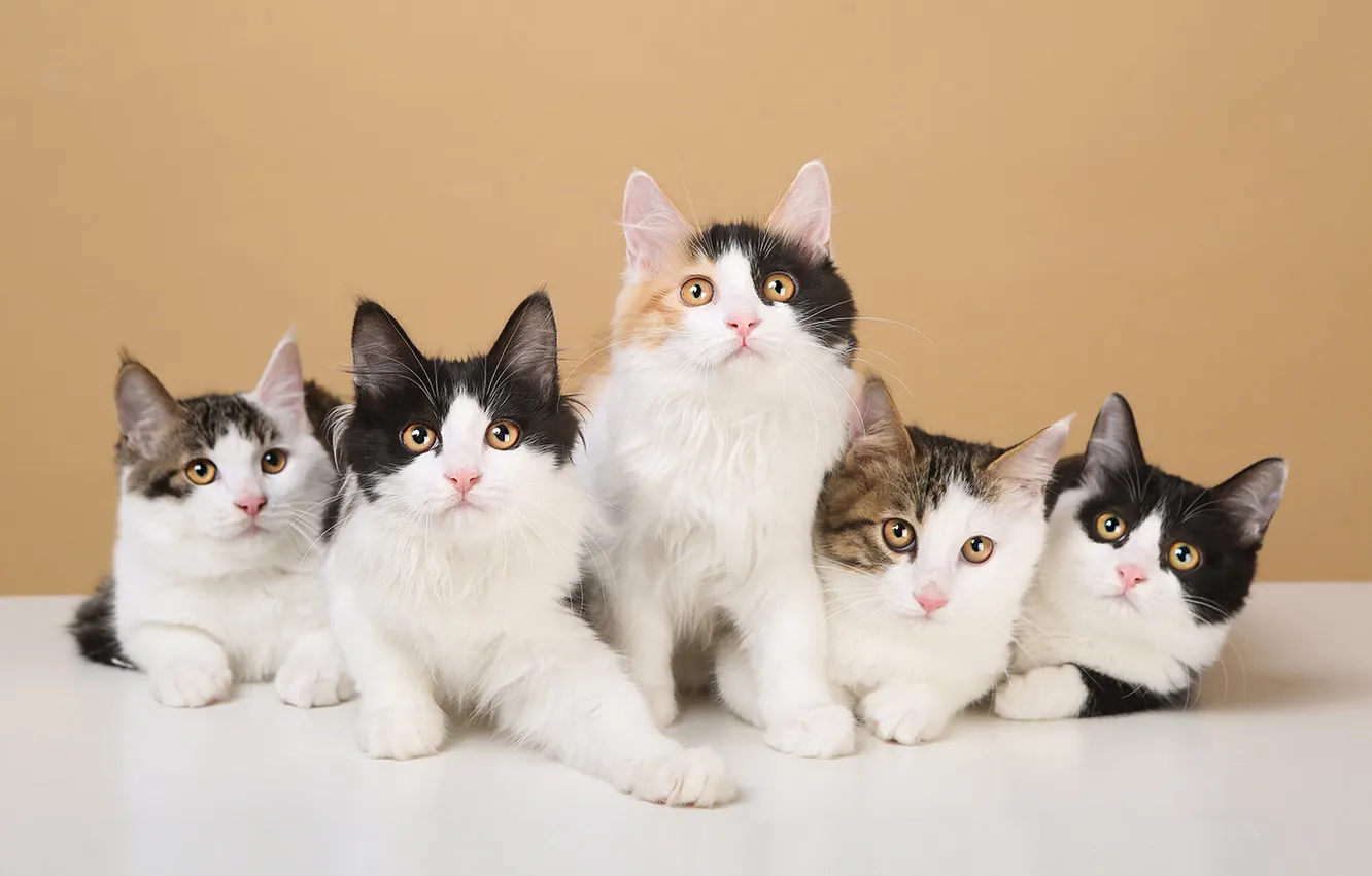 Фото обои кошка, кот, взгляд, поза, мордашка