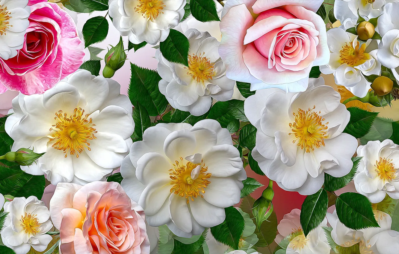 Фото обои Grafika, Kwiaty, Róże, Białe