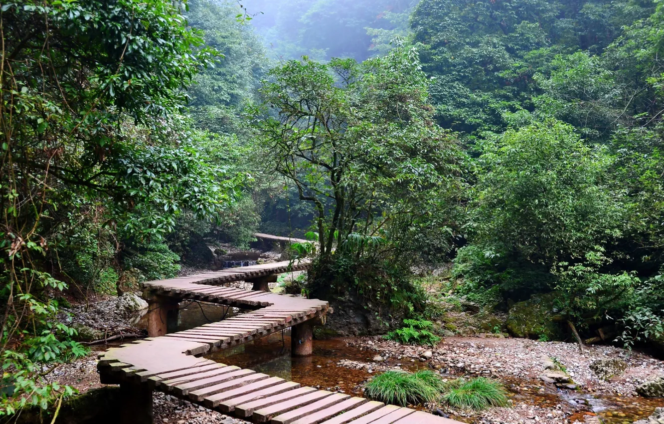 Фото обои лес, деревья, зеленый, джунгли, речка, коричневый, мостик