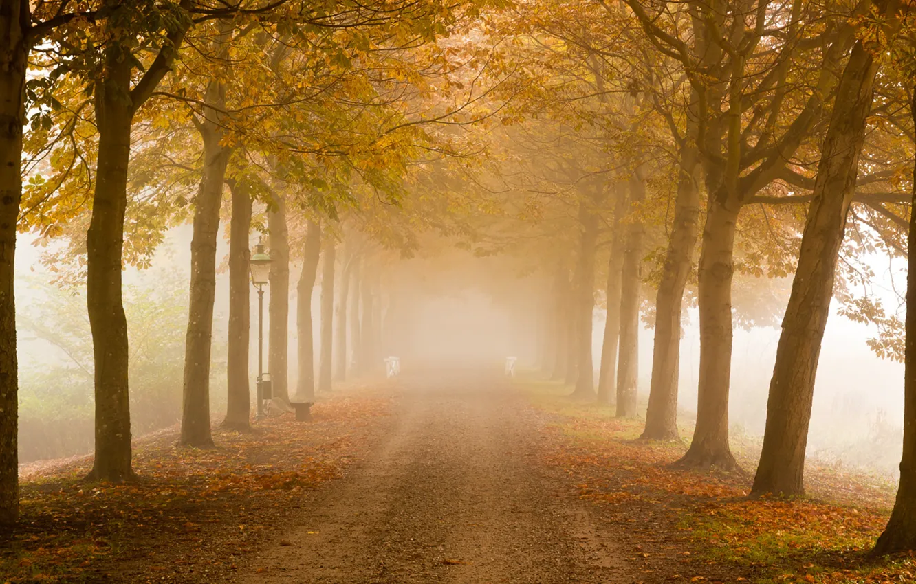 Фото обои road, trees, autumn, fog, mist, lamp posts