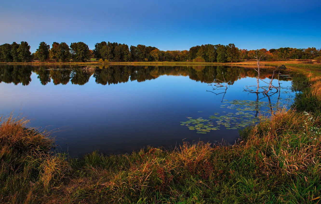 Фото обои осень, лес, отражение, синева, берег, водоем, сухая трава