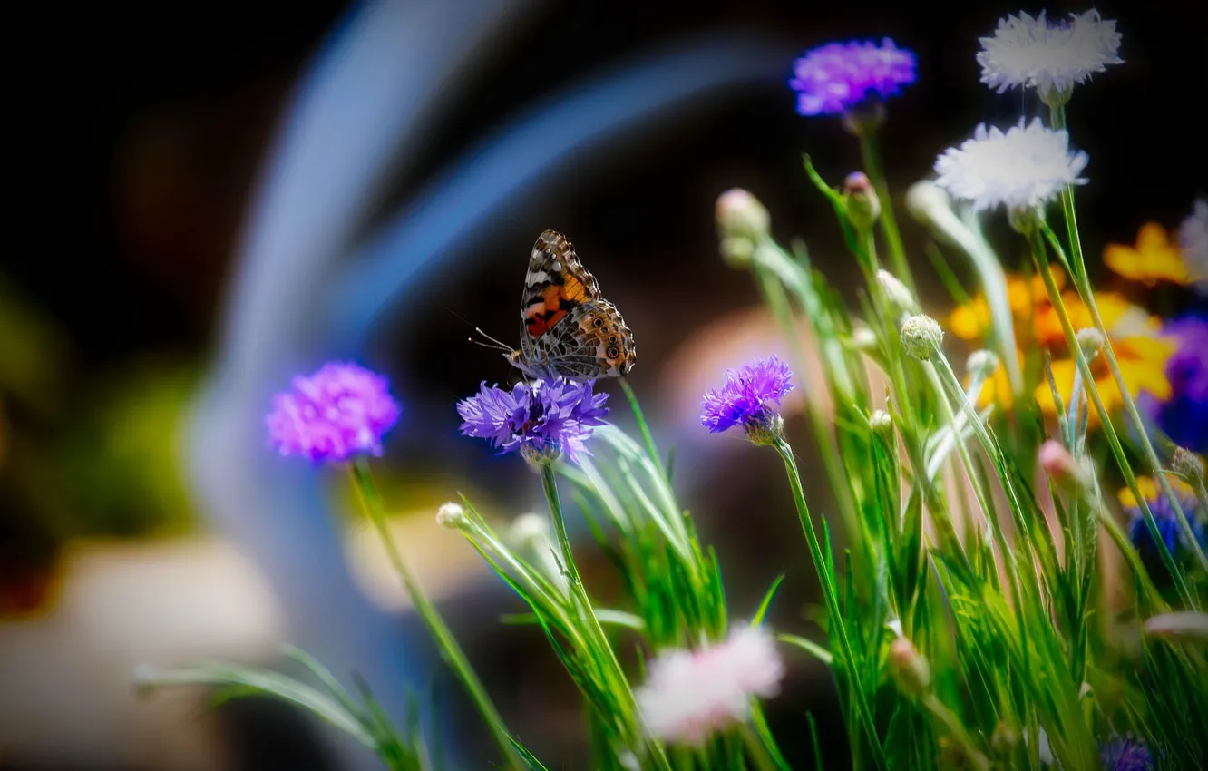 Фото обои поле, лето, цветы, бабочка