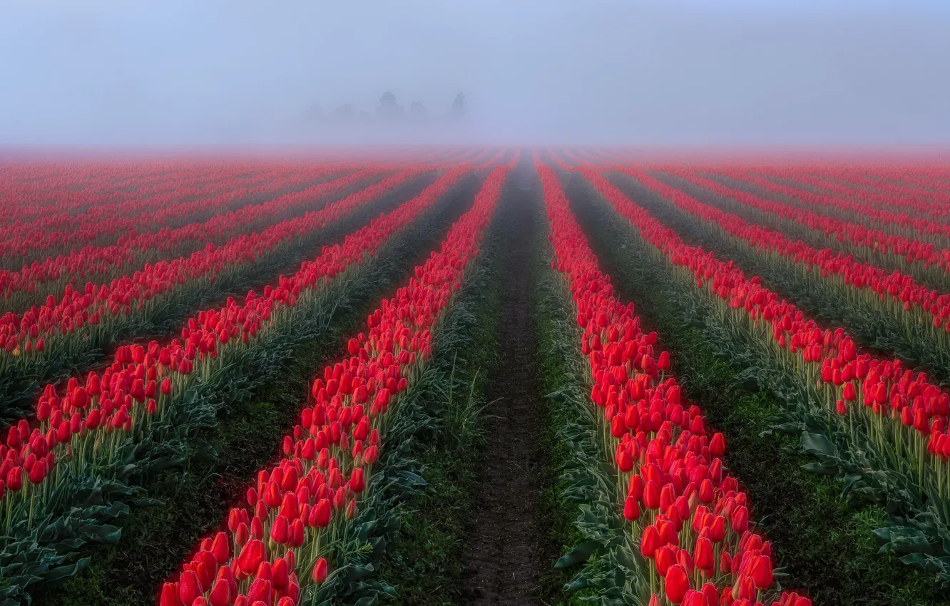 Фото обои поле, туман, тюльпаны