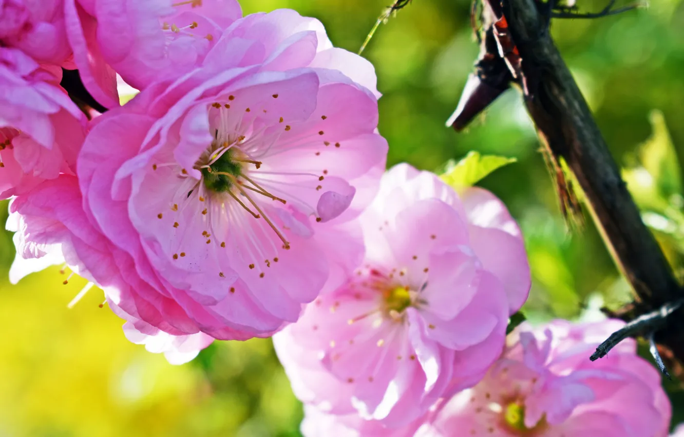 Фото обои размытость, ветка сакуры, цветение весной