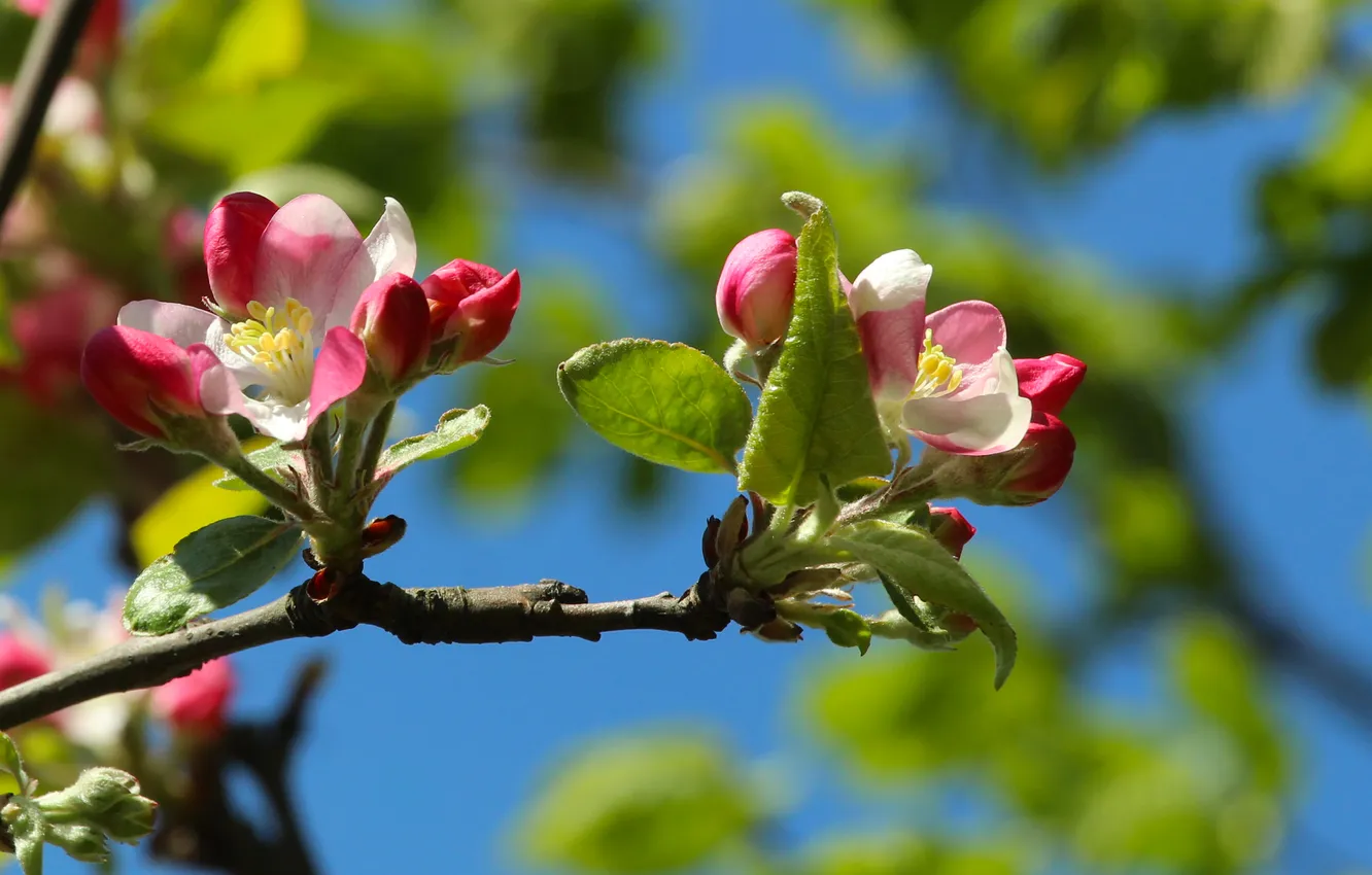 Фото обои spring, twig, blooming