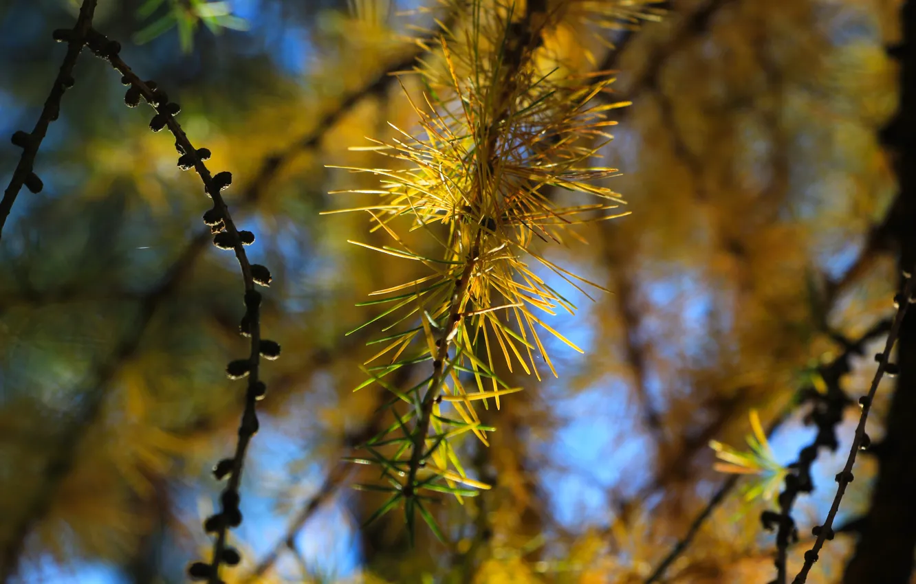 Фото обои tree, pine, twig