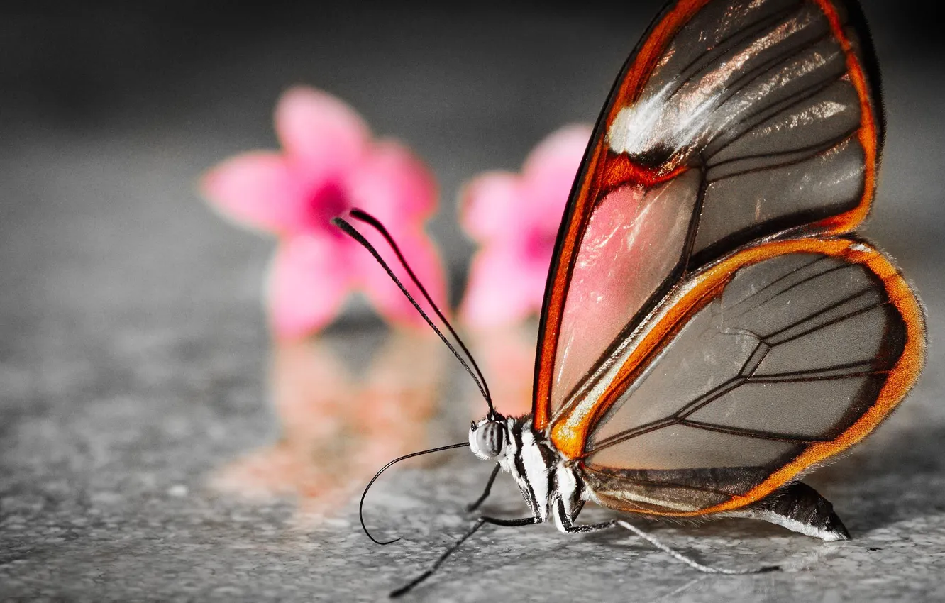 Фото обои цветы, бабочка, размытость, крылышки, полупрозрачные
