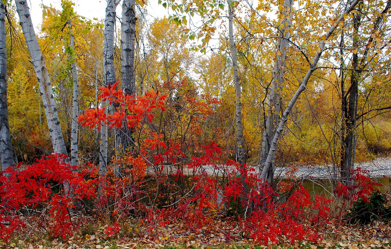 Фото обои осень, лес, листья, деревья, кусты, багрянец