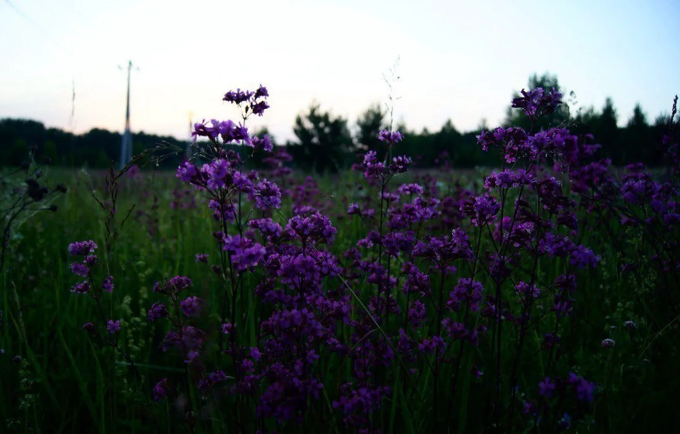 Фото обои поле, лес, фиолетовый, лето, цветы