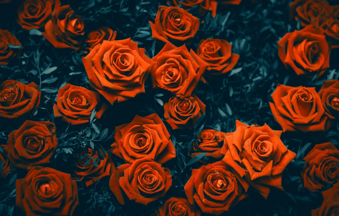 Фото обои цветы, розы, flowers, garden, roses