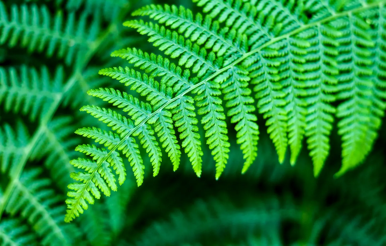 Фото обои green, nature, leaves, plants