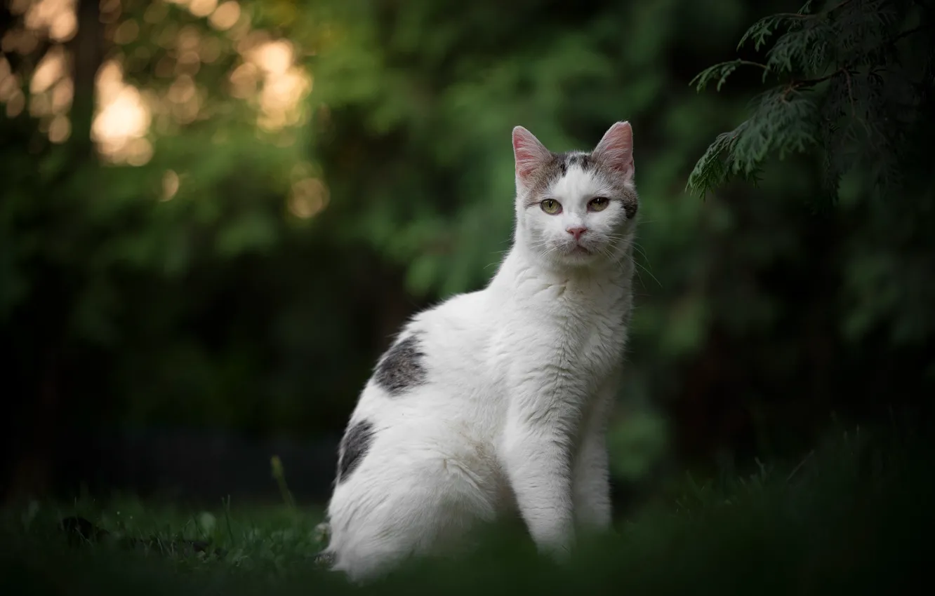 Фото обои зелень, кошка, взгляд, портрет, боке, котейка