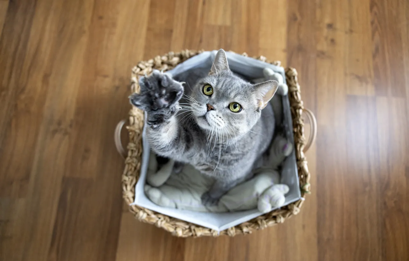 Фото обои кошка, кот, взгляд, поза, серый, прыжок, лапа, паркет