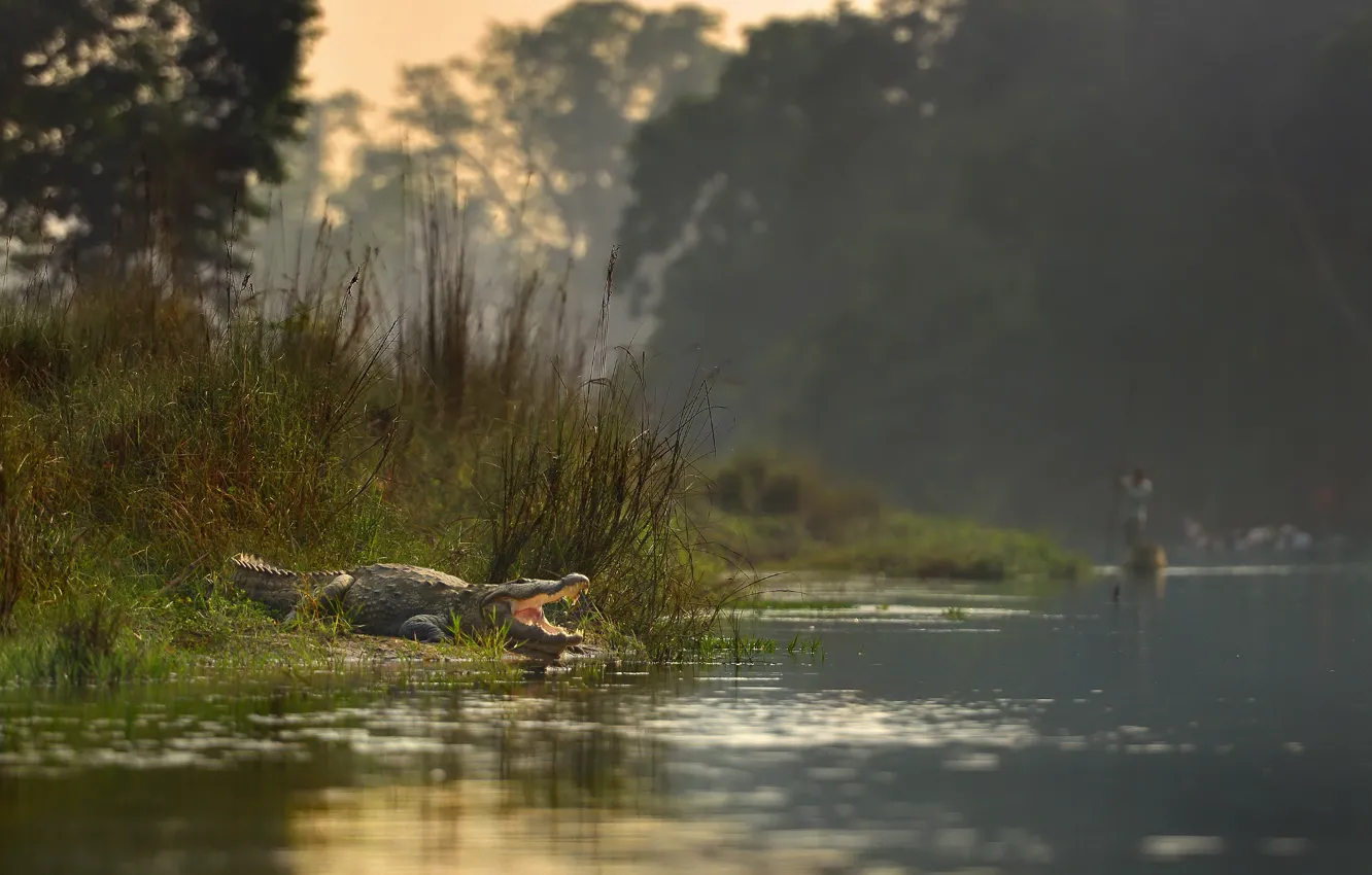 Фото обои река, крокодил, Непал, Национальный парк Читван