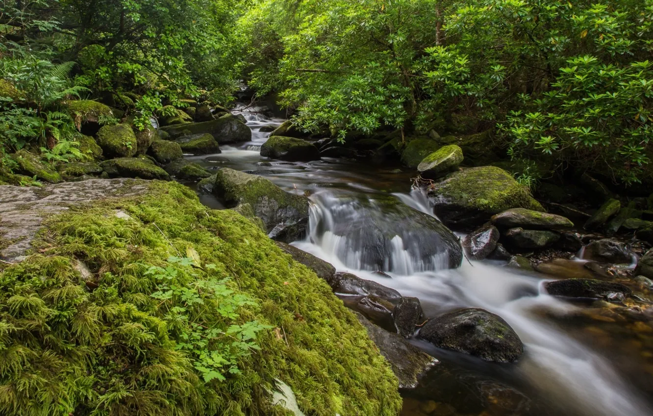 Фото обои лес, вода, деревья, природа, ручей, камни, Ирландия, Ireland