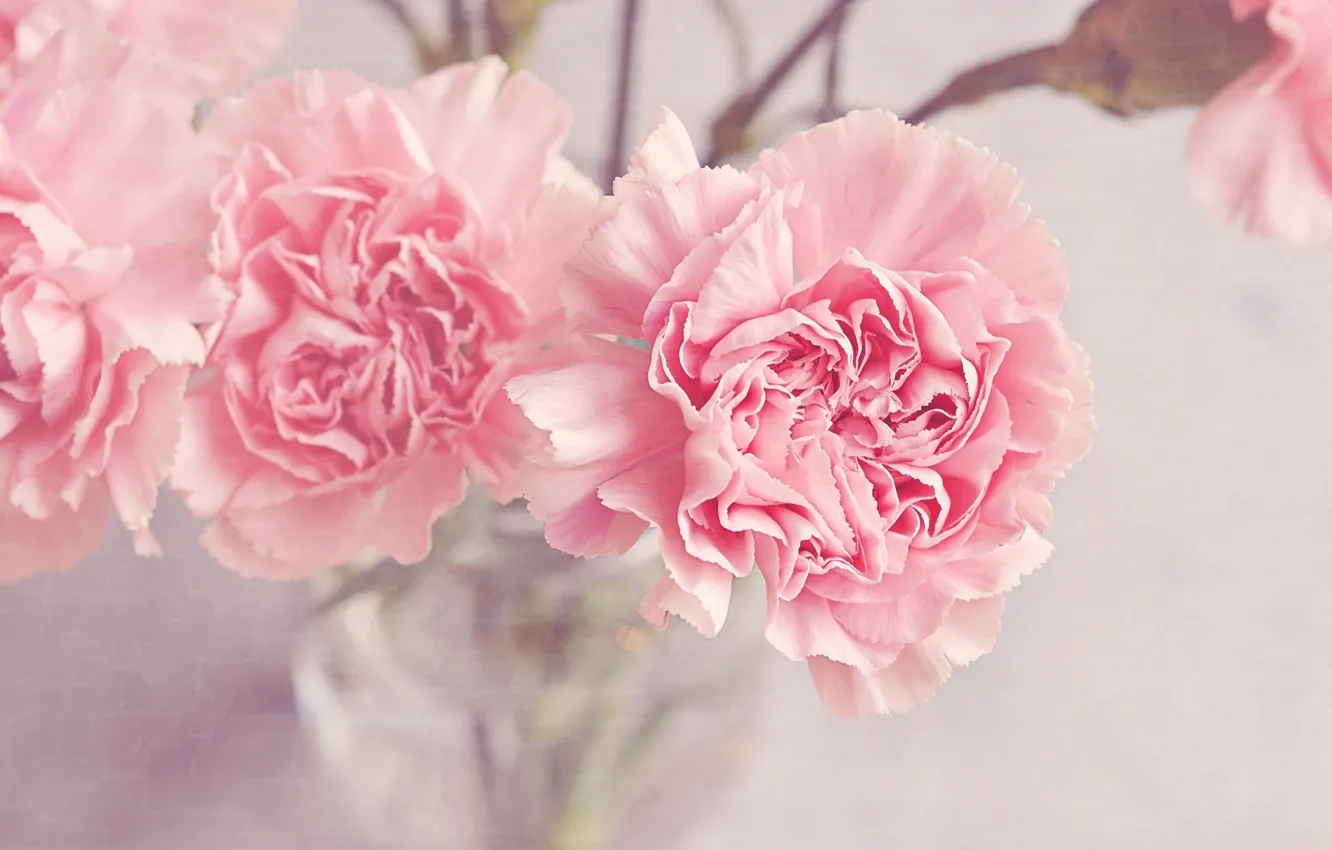 Фото обои цветы, букет, ваза, розовые, гвоздики