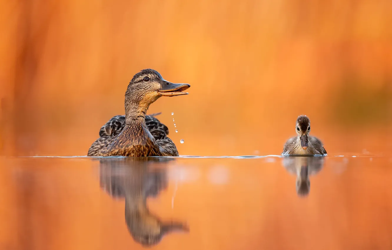 Фото обои вода, птицы, отражение, фон, утёнок, утка, птенец