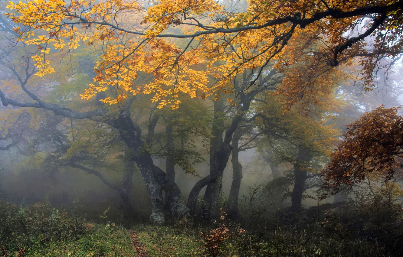 Фото обои осень, лес, деревья, природа, туман, Алексей Милокост