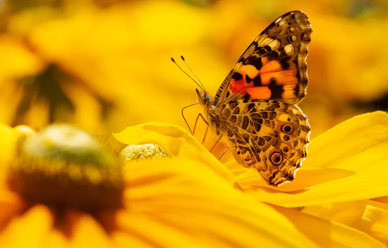 Фото обои макро, цветы, природа, бабочка, желтые, сад, насекомое, боке