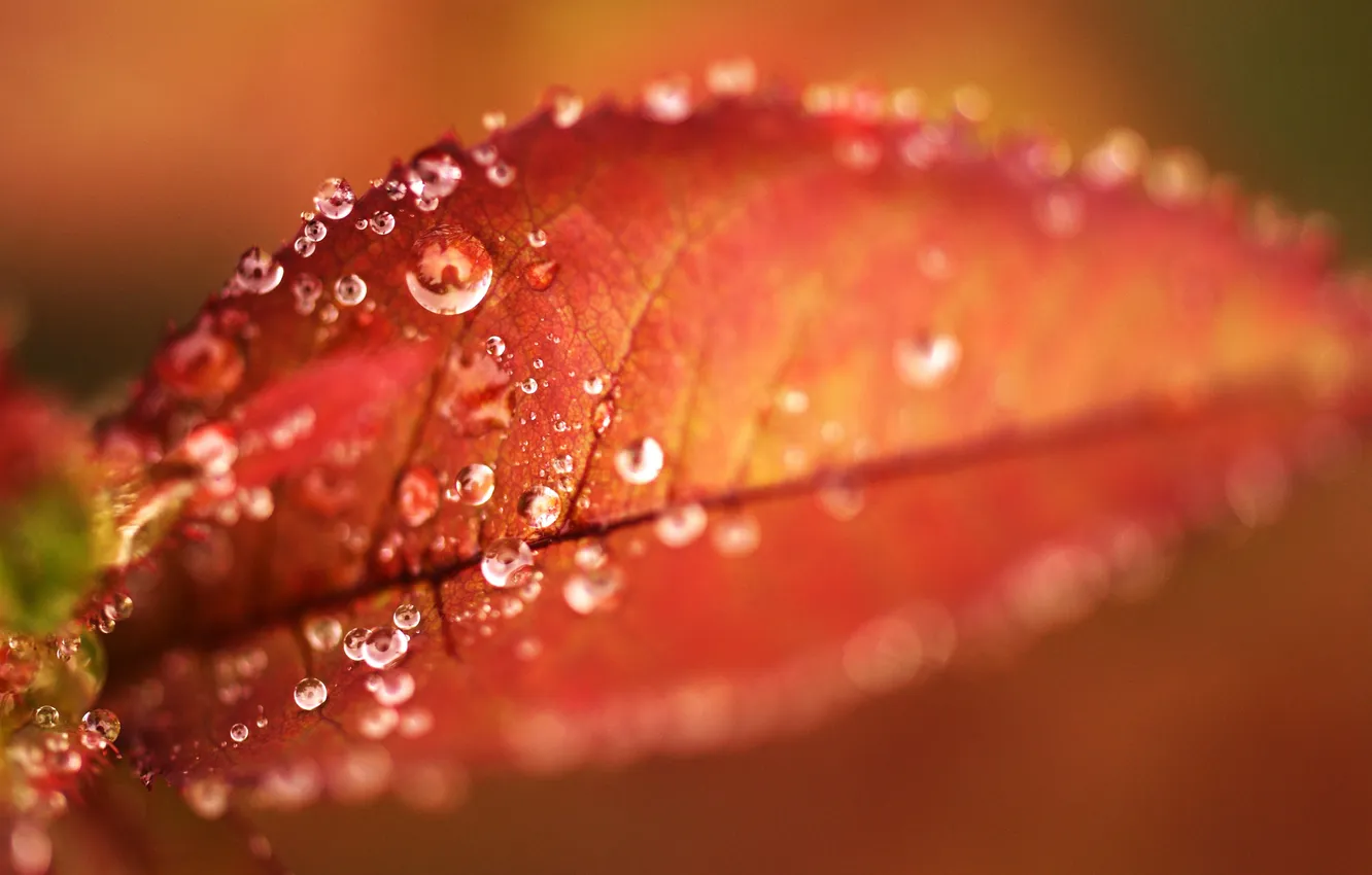 Фото обои осень, капли, макро, роса, листок