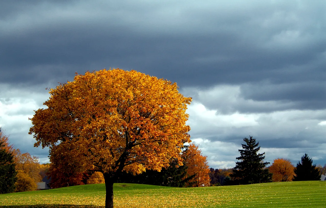 Фото обои осень, небо, дерево, газон