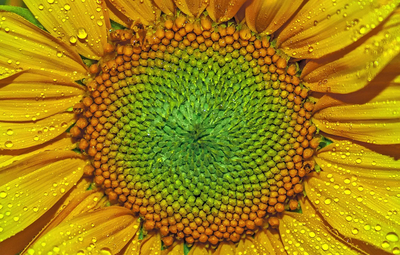 Фото обои drops, petals, sunflower