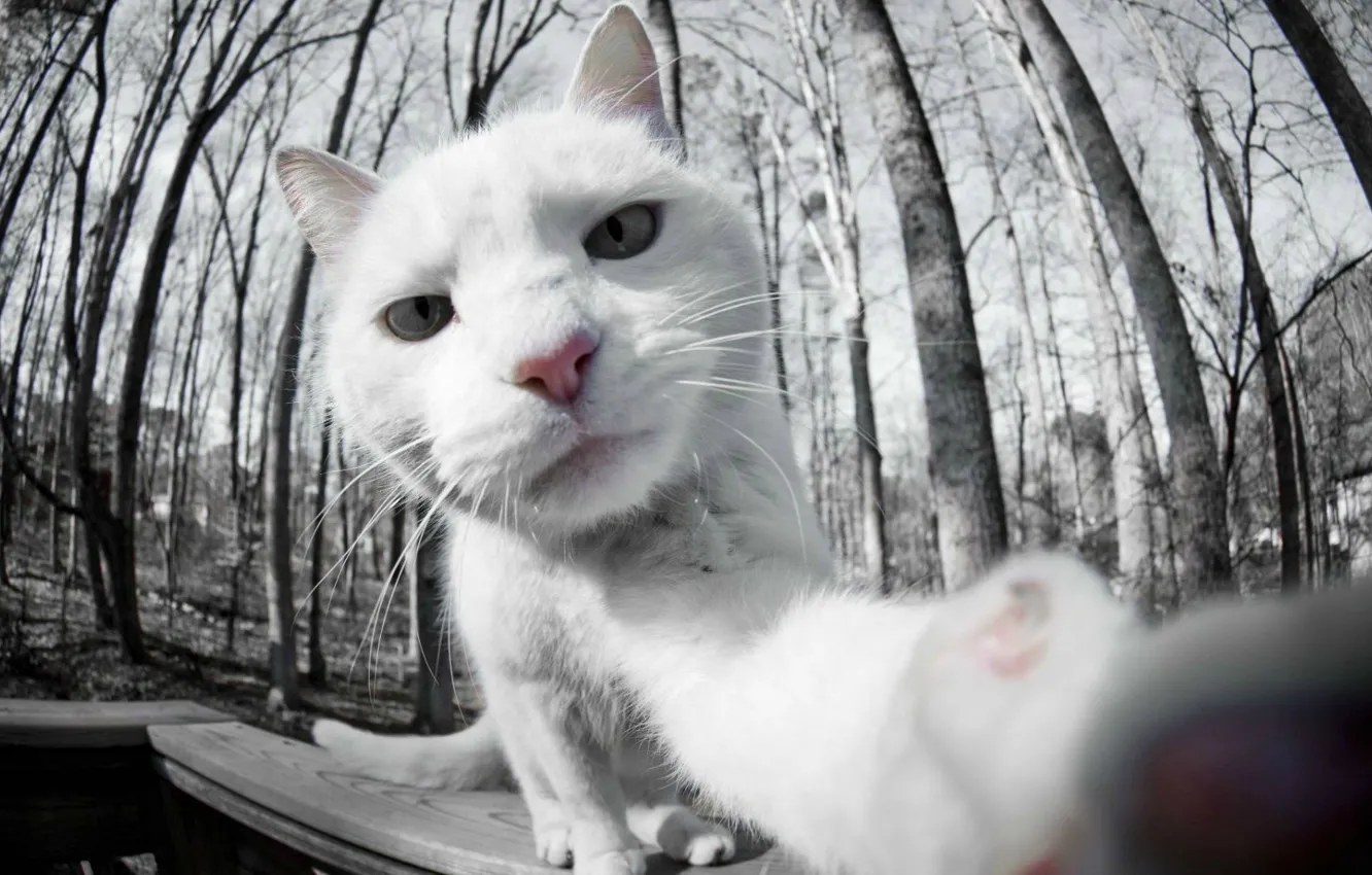 Фото обои белый, кот, фото, white, cat, сэлфи, на камеру
