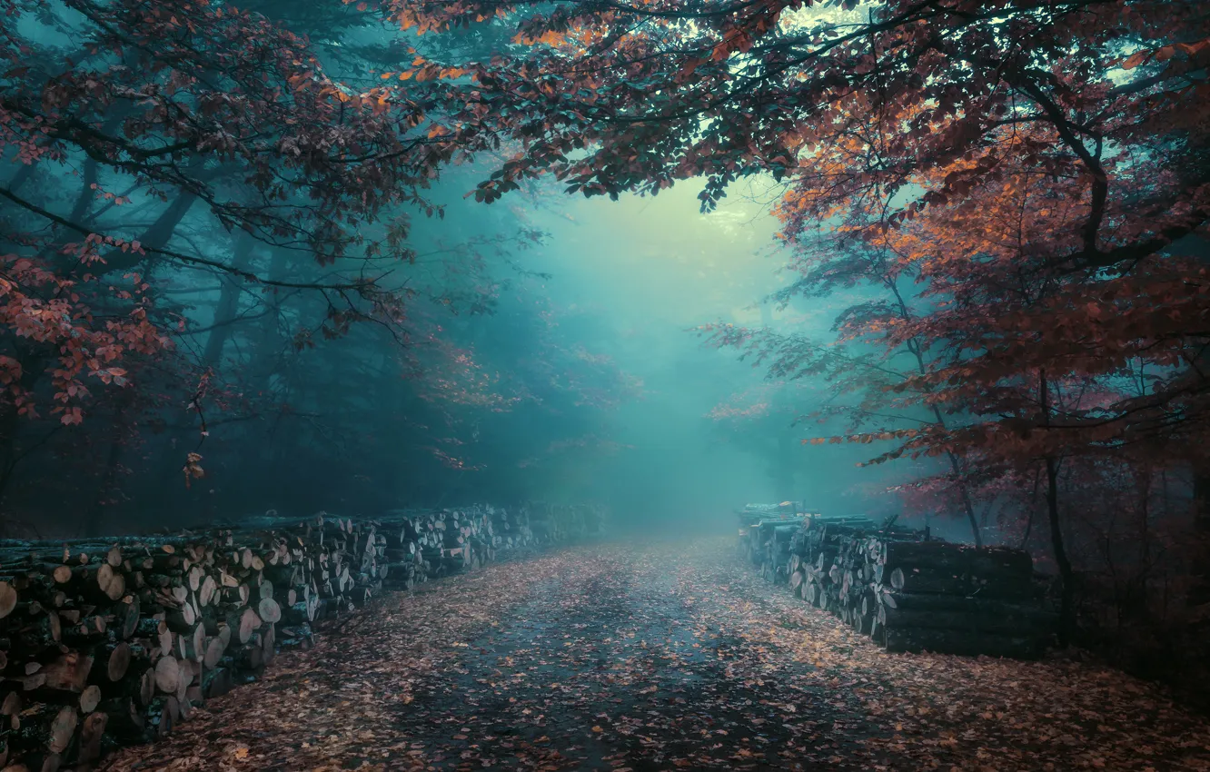 Фото обои дорога, осень, лес, туман, листва, утро, дымка, брёвна