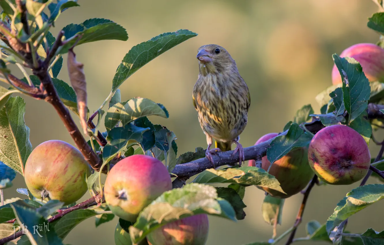 Фото обои фон, птица, яблоки