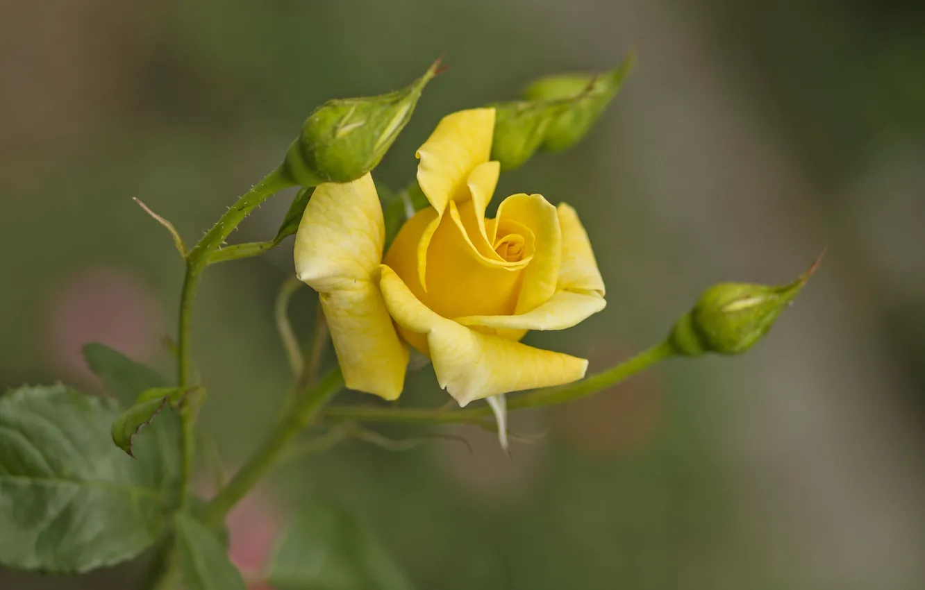 Фото обои роза, куст, бутоны, жёлтая