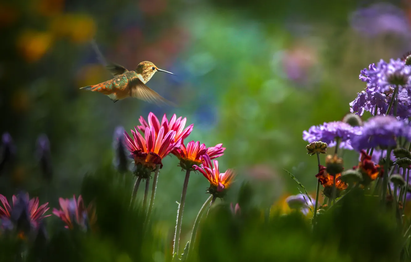 Фото обои цветы, природа, колибри, полёт, птичка, Thai Phung