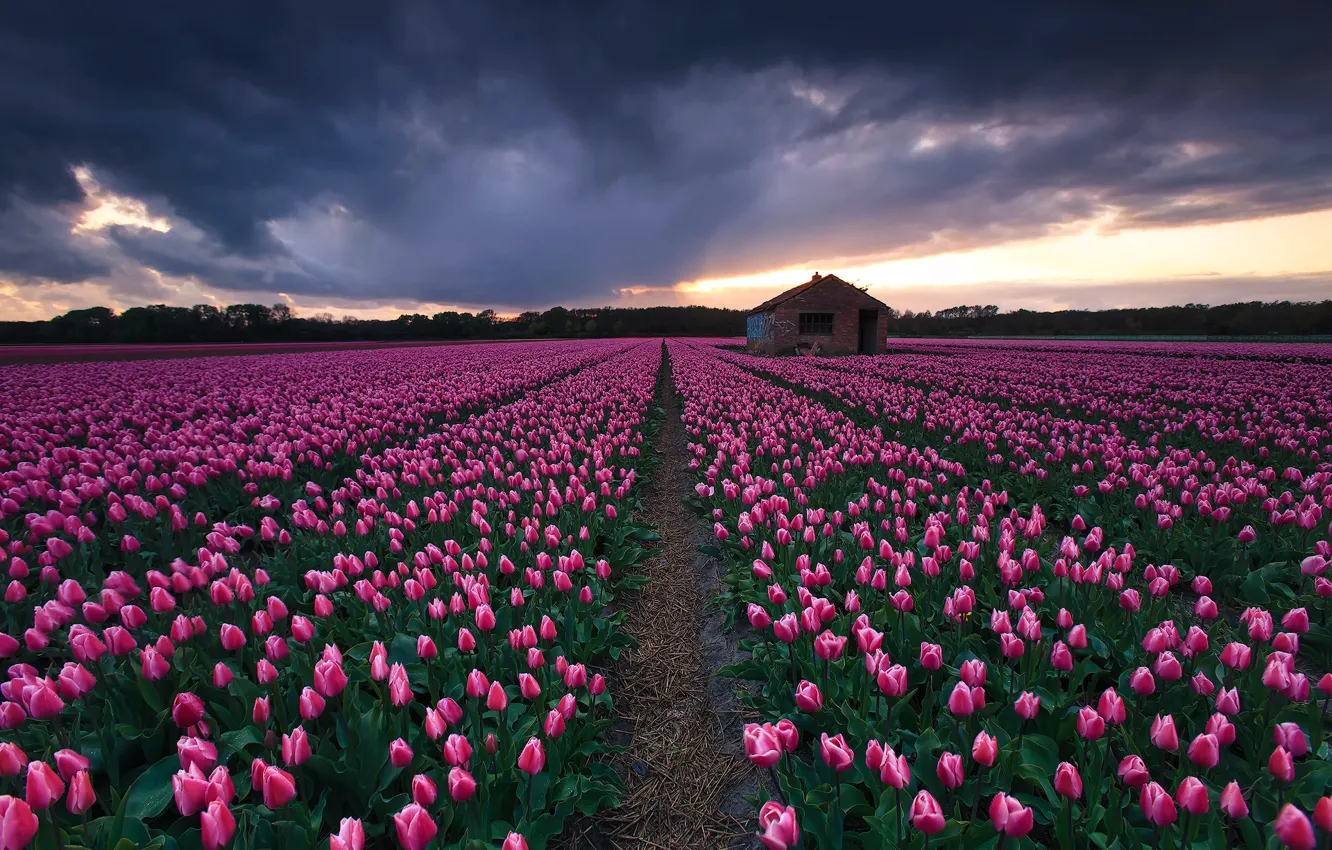 Фото обои поле, цветы, тучи, весна, тюльпаны, домик, розовые, бутоны