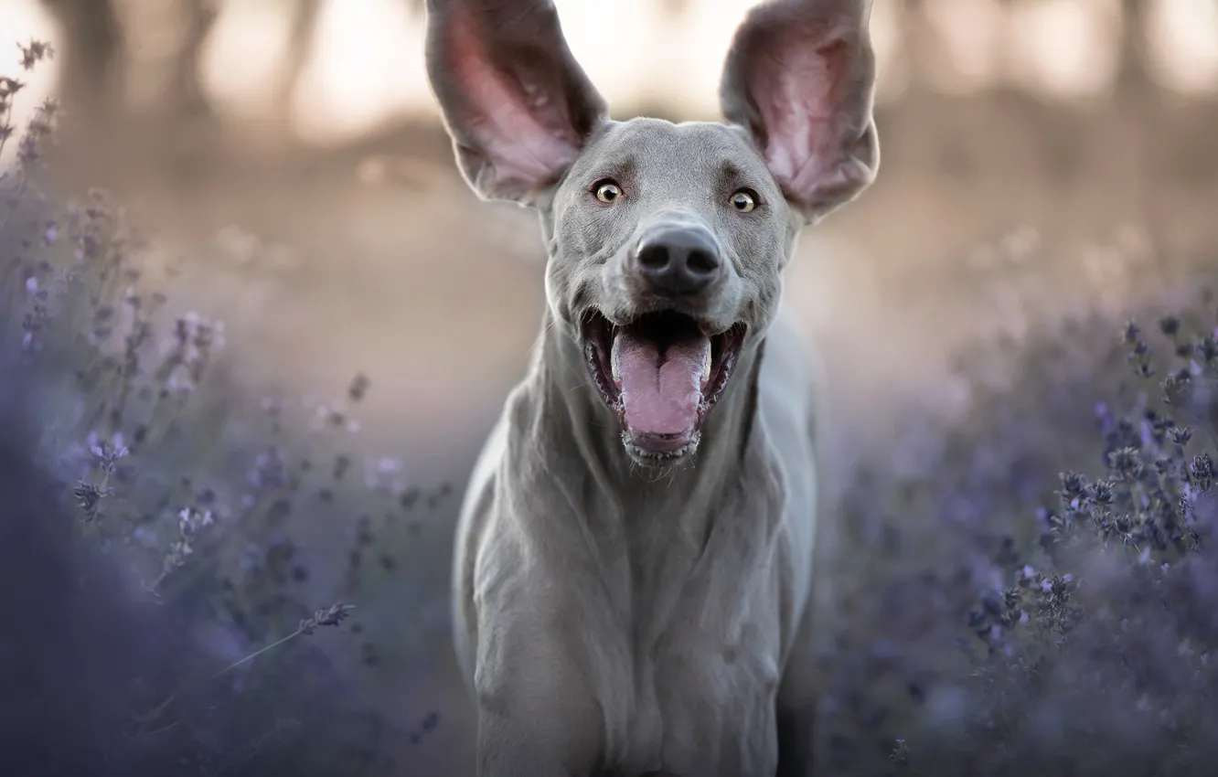 Фото обои морда, радость, настроение, собака, уши, лаванда, Веймаранер, Веймарская легавая