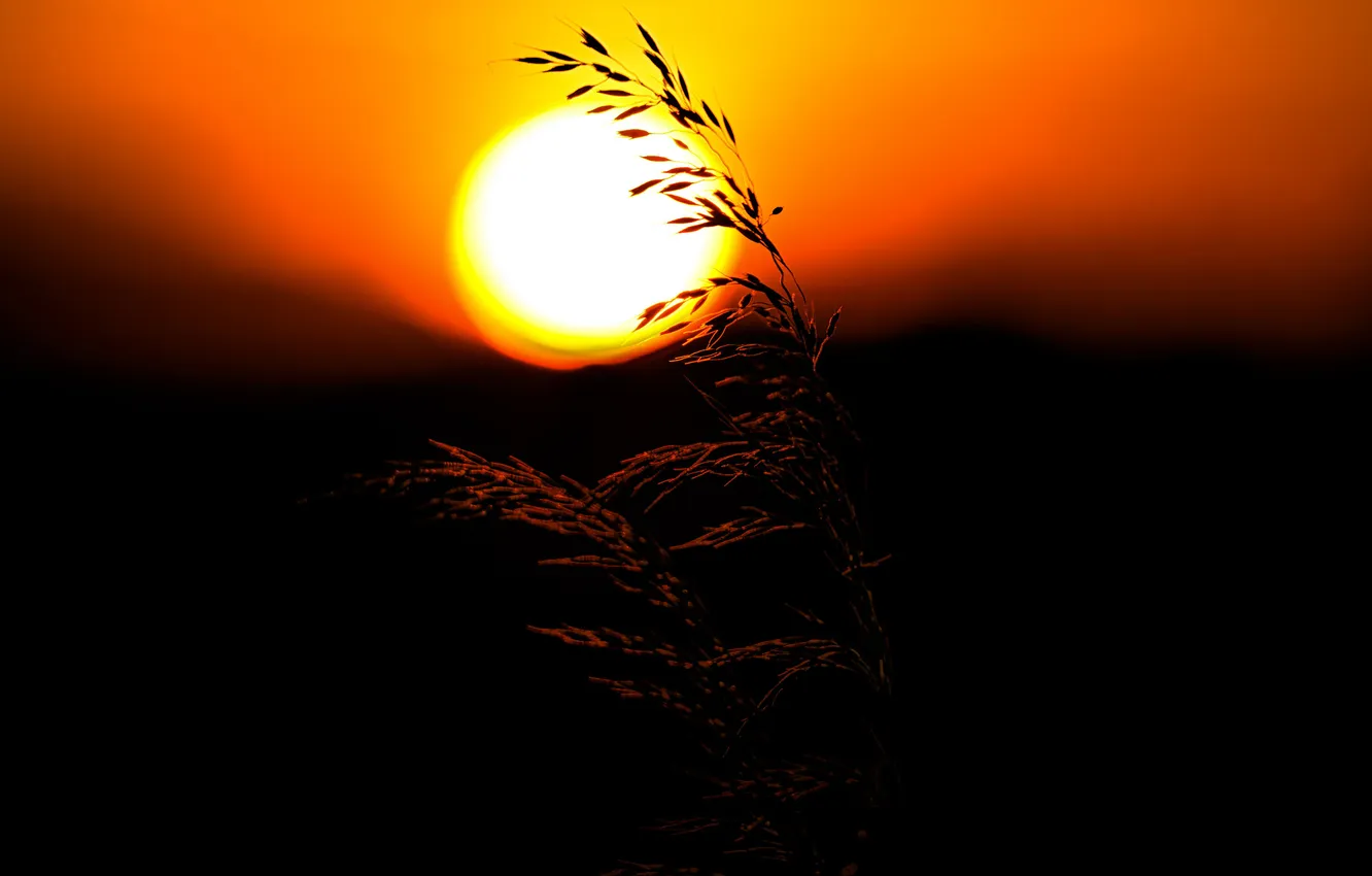 Фото обои трава, солнце, закат, растение, силуэт
